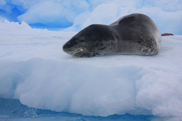A cooperative Leopard Seal