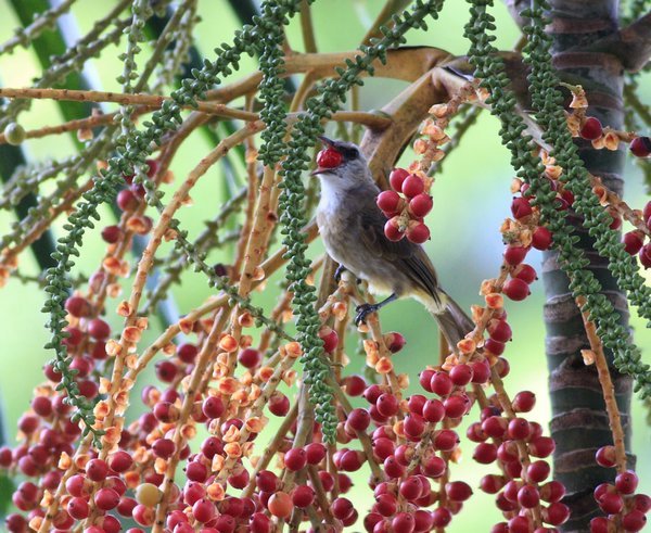 Yellow-vented Bulbul