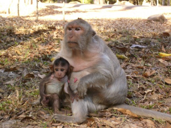 Mother and Child monkey
