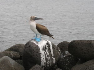 blue footed booby