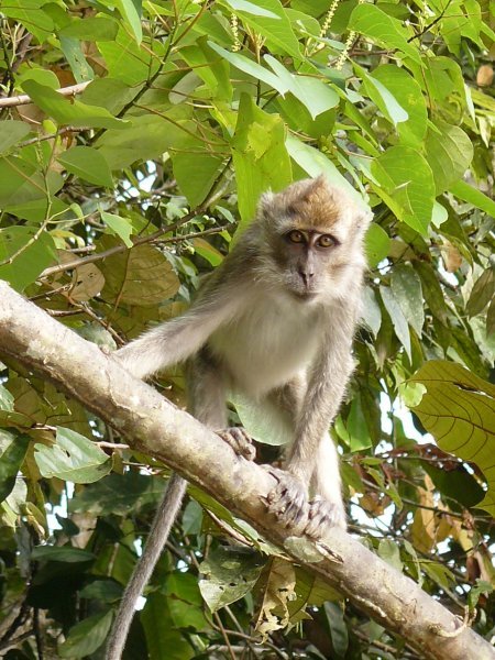 Long tailed macaque