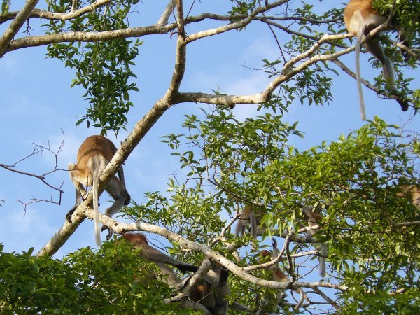 Probiscus monkey