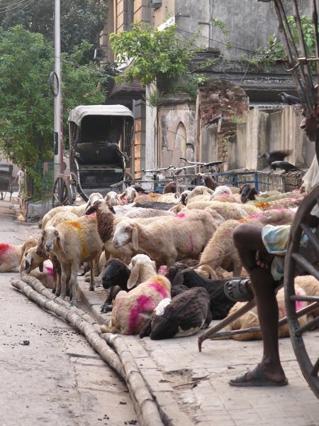 Goat herd on Sudder street