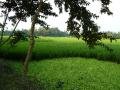 Beautiful green paddy fields