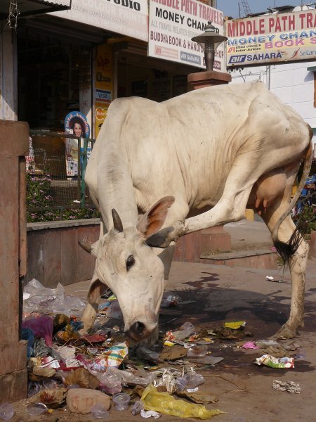 A cow enjoys its healthy dose of rubbish