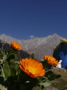 Flowers-eye view of the mountains