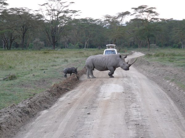 Rhino crossing
