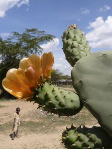 A GIANT cactus