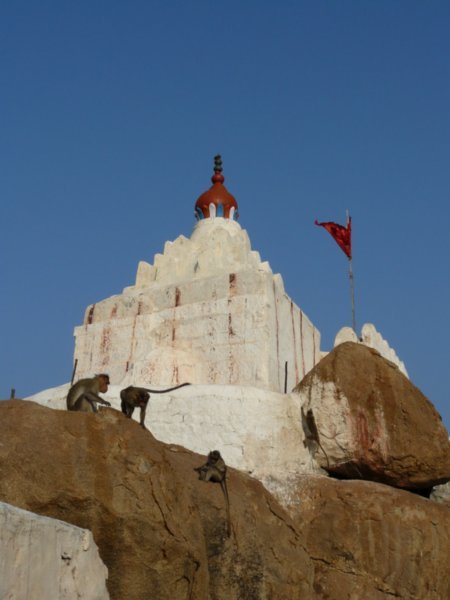 Hanuman temple, complete with monkey's