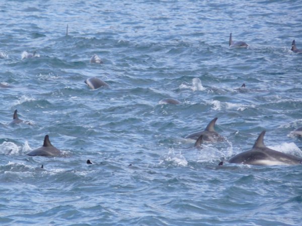 Dusky dolphins