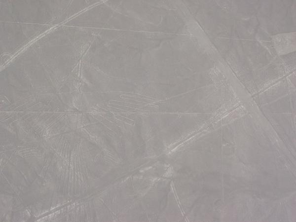 Liniile Nazca, El Condor