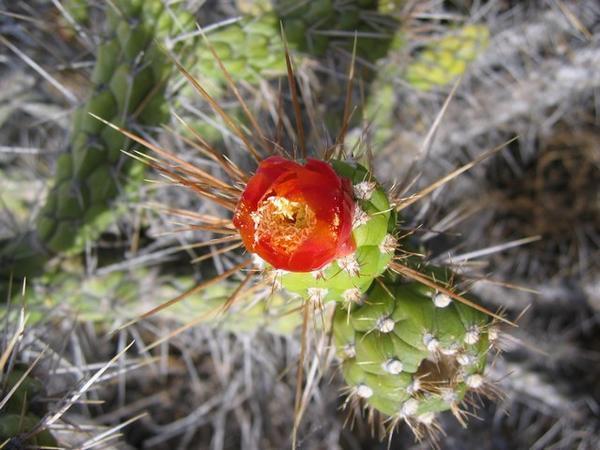 cactus fleuri