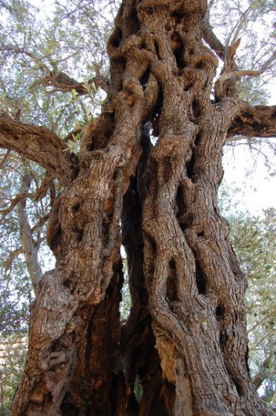 Very Old Olive Tree
