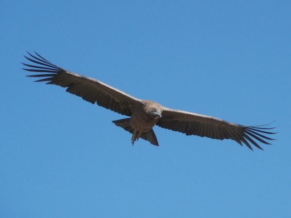 Condor sighting