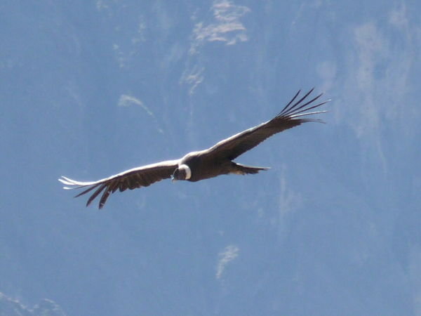 Male condor