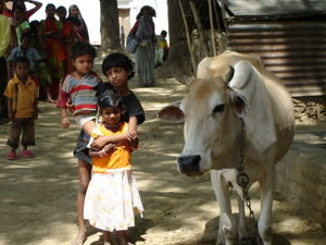 Kids + Cow