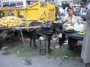 Donkey at the market
