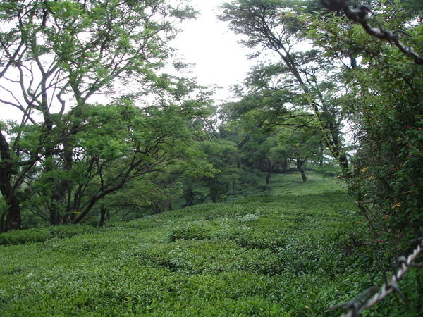 Tea Gardens at White Haven