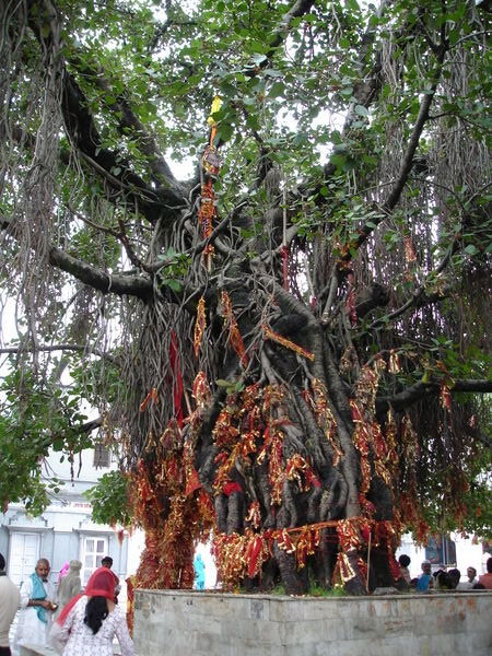 Tree hung with scarf offerings