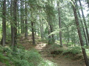 Woods near Krishna Temple
