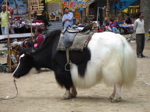 Beautifully groomed yak waiting to give rides