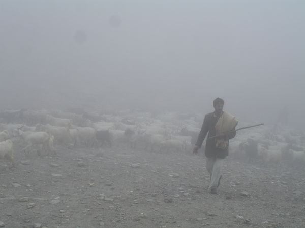 Shepherd & sheep appearing out of the mist at Rohtang Pass