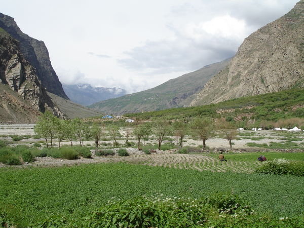 Valley at Jispa with vegetables growing