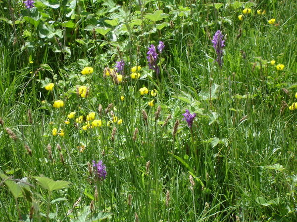 Wildflowers near Jispa
