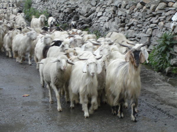 Sheep & goats at Jispa