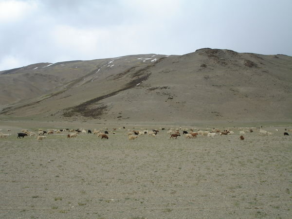 Flocks on the Tibetan Plateau