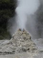 The Lady Knox geyser - Rotorua