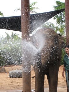 Elephants spraying us with water!