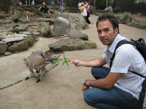 Feeding the kangeroos