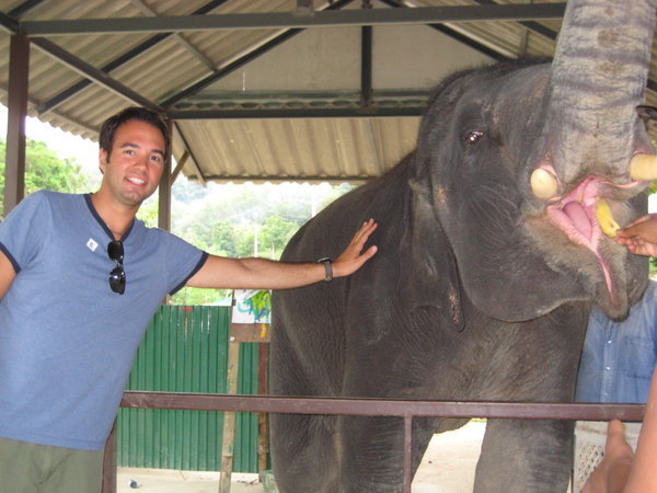 Feeding the baby elephant - Mr Phuket!