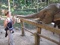 Amy feeding an elephant!