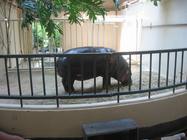 Pygmy Hippopotamus!