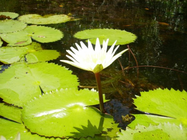 A bloom springs to life on the Rio Dulce