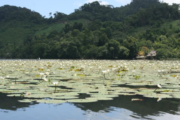 Water lilies on the Rio Dulce