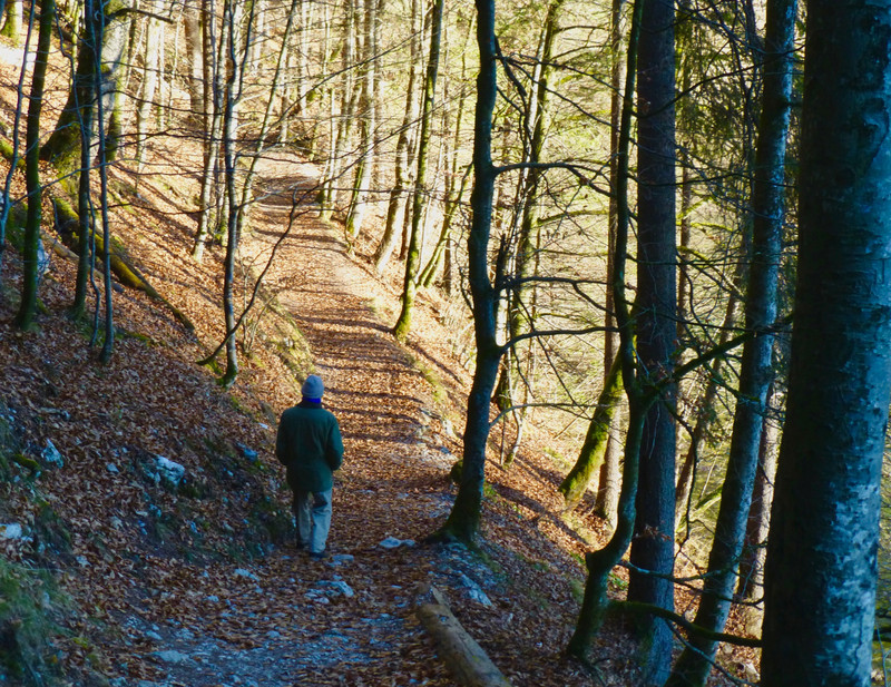 Pops Walking Along The Snow-Free, Leaf-Strewn Trail