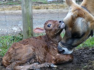 A Newborn and his Mama