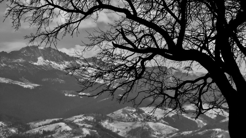 Mountain Range Through the Branches