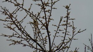Buds, in early February