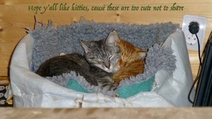 Cuddly Kitties