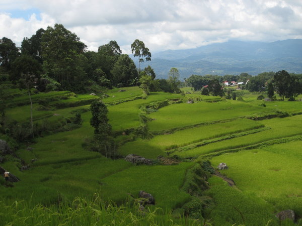 Typical Tana Toraja scene