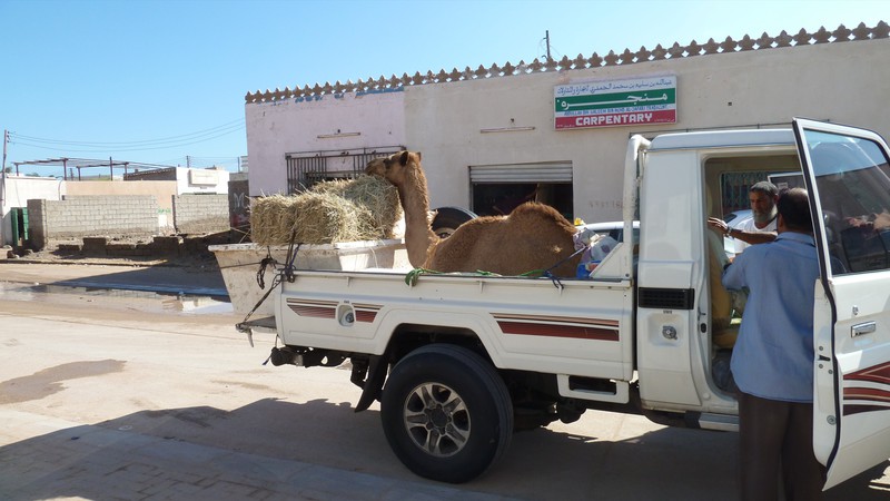 Camel In A Pickup Truck