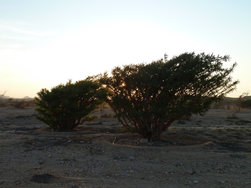Sunset and the Frankincense trees