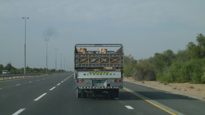 Camels in a pickup truck on the highway