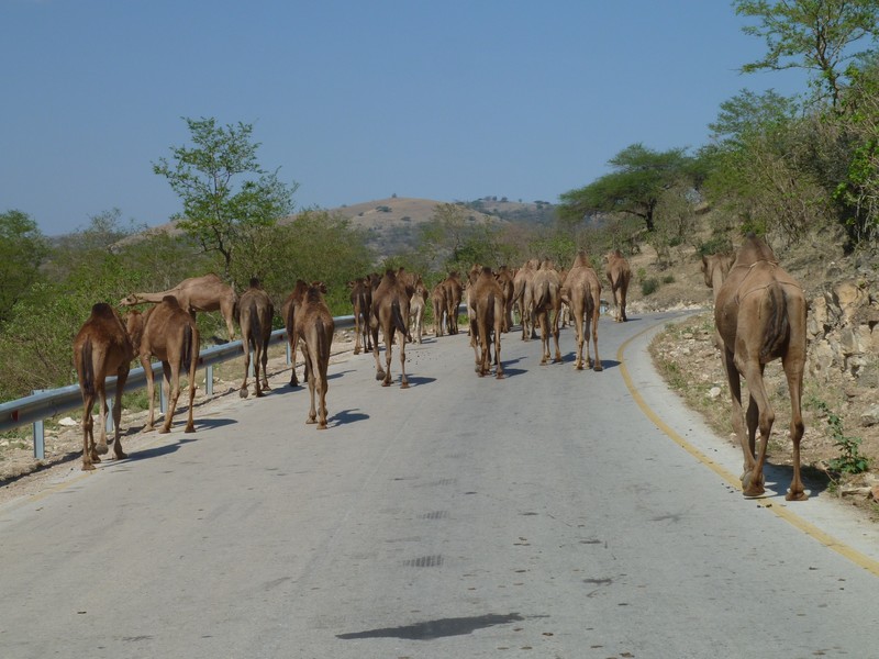 Camel congestion