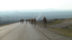 Camel commute