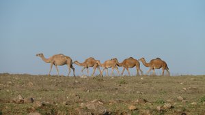 Perfect camel line-up